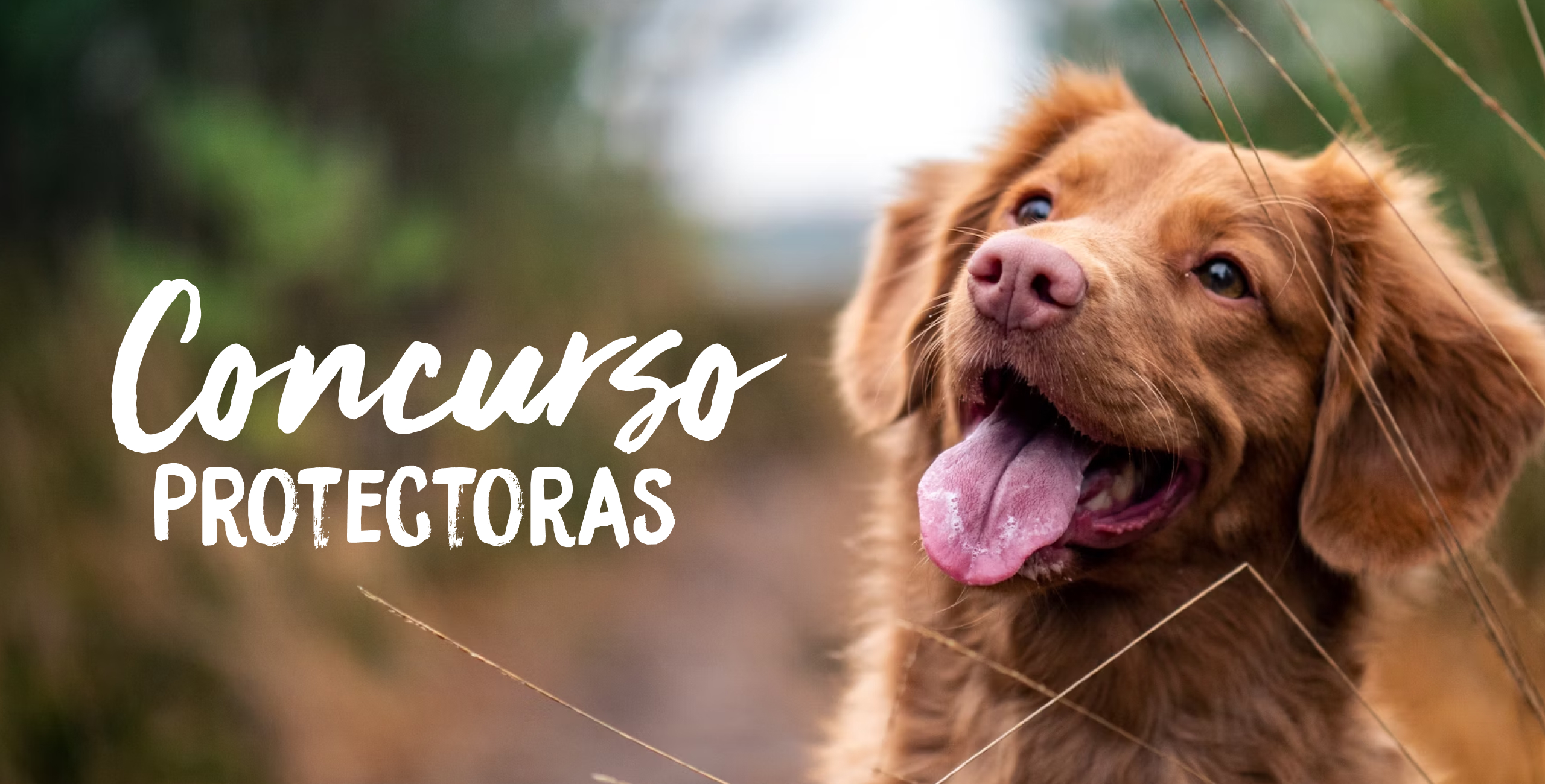 concurso de protectoras